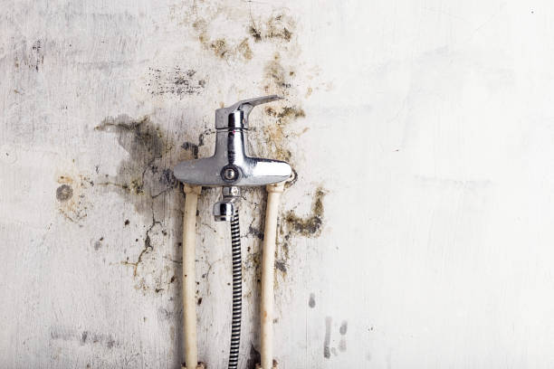 Best Post-Flood Mold Remediation in Statesboro, GA