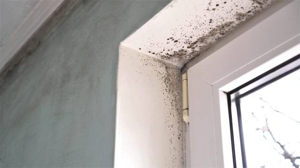 Health and Safety Mold Remediation